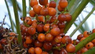 ثمار نخيل القزم