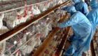 النمسا تحارب إنفلونزا الطيور بحبس الدواجن في أماكن مغلقة