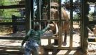 حديقة حيوان أسترالية تقوّي حاسة الشم لدى الأفيال