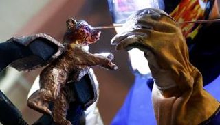 دب برلين الذهبي