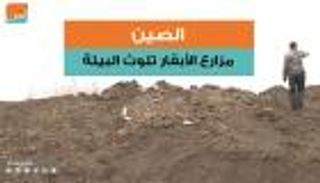 الصين.. مزارع الأبقار تلوث الهواء