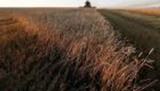 بشرى لمستوردي الحبوب في مصر.. قواعد أسهل