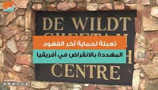 تعبئة لحماية آخر الفهود المهددة بالانقراض في إفريقيا