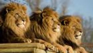 3 أسود تفترس طبيبا ومساعده في الأردن