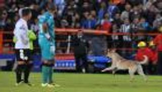 بالفيديو.. "كلب" و"قطة يوقفان مباراة بالدوري المكسيكي