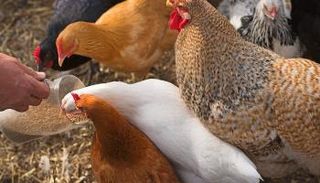 إنفلونزا الطيور