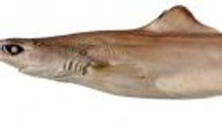 "كلب السمك".. أمل جديد لمرضى باركنسون 