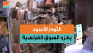 الثوم الأسود يغزو السوق الفرنسية