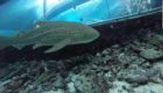 سمكة قرش تحيّر  العلماء.. أنجبت بلا ذكر