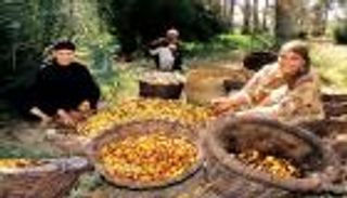 مصر.. الذوق العالمي يعطل تصدير تمور 15 مليون نخلة