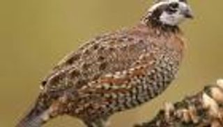 الأردن.. إطلاق طيور بالغابات لتشجيع الصيد