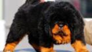 إنفوجراف.. أغلى 10 حيوانات في العالم