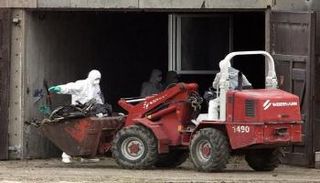 عمال يعدمون ديوكا رومية في ألمانيا