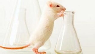 rats-mice-transplant