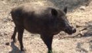  خنازير إسرائيلية تهاجم محصول "البطاطا" في الأردن 