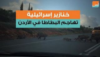 هجمات الخنازير البرية الإسرائيلية لا تتوقف