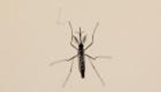 احذر "الزاعجة المصرية" الناقل الرئيسي لحمى الضنك