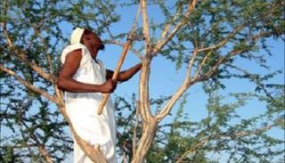 الصمغ العربي السوداني