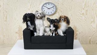 كنبة الكلاب المفضلة