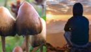 فطر "السيلوسيبين".. الحل السحري لعلاج الاكتئاب