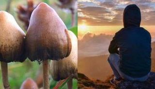 فطر سيلوسيبين له مفعول سحري يعالج الاكتئاب