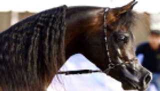 حصان عربي مهجن يستعد للقب "الأجمل في العالم"