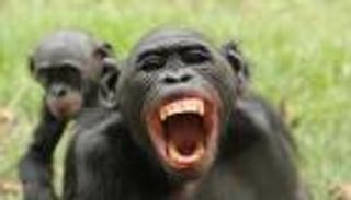 بالفيديو.. قردة تسرق الفواكه وتتسبب في غلق الطريق بالجزائر