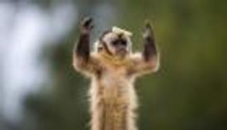 بالفيديو.. قرد يصارع لأجل وجبة هامبورجر