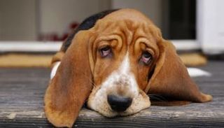 الكلاب تسعى دائما لجذب انتباهك