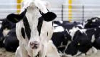 شحنة جديدة من "الأبقار الطائرة" إلى قطر