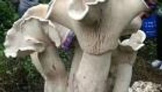 بالصور.. اكتشاف فطر عملاق بجنوب الصين