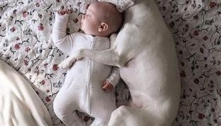 الكلبة الحنون تحب الرضيع