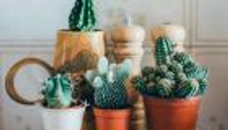 ناسا: ١٠ نباتات منزلية تخلصك من البرد والأرق