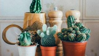 نباتات منزلية تحميك من الأمراض