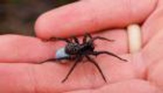 بالفيديو.. طبيب يعثر على عنكبوت بأٌذن امرأة هندية