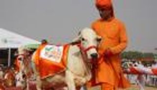 بالفيديو.. ولاية هندية تختار ملكة جمال البقر