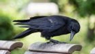 مصر.. غراب يسرق 30 ألف جنيه ويطير إلى محافظة أخرى