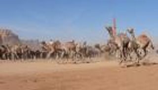 بالصور.. انطلاقة قوية لمهرجان الشيخ زايد للهجن بالأردن