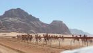 انطلاق سباقات مهرجان الشيخ زايد للهجن في الأردن