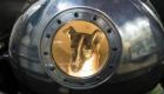 60 عاما على أول تجربة.. ما مصير الحيوانات المرسلة للفضاء؟