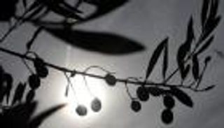 تونس تتوقع إنتاجا قياسيا من زيت الزيتون