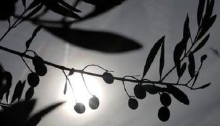 تونس تأمل في أن تعزز صادرات زيت الزيتون عائدات البلاد