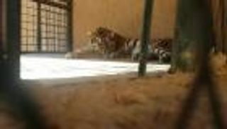 بالصور.. ميلاد نمرين في واقعة نادرة بصحراء الجزائر