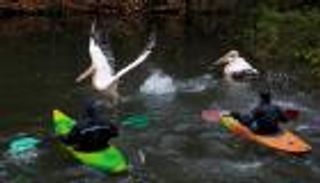 بالصور.. بجع التشيك في طريقه إلى حديقته الشتوية 