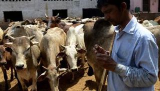 أول مؤتمر وطني في الهند لحماية الأبقار 