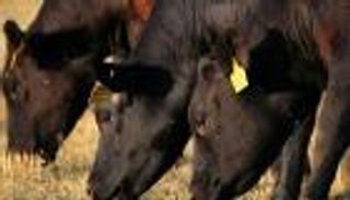 الهند.. 1700 مركز صحي متنقل لعلاج البقر مجانا