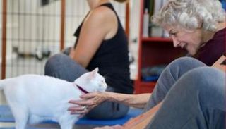 يوجا القطط أحدث علاج للتخلص من التوتر