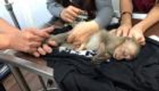 بالصور.. قرد يفقد وعيه بعد تناول قهوة مسروقة