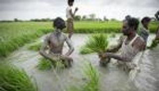 تراجع قياسي لصادرات الأرز البسمتي الهندي إلى أوروبا