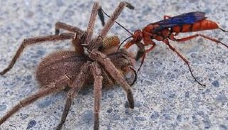 صائد الرتيلاء - أرشيفية